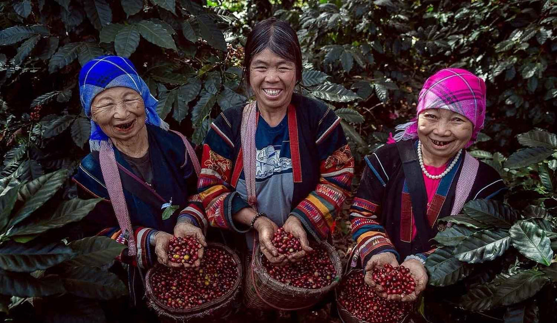 Unser erster DIRECT TRADE Partner MYSTIC HILLTRIBE