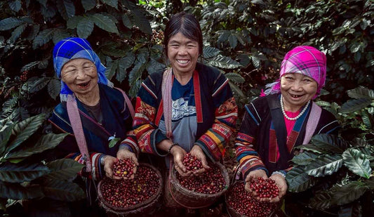 Unser erster DIRECT TRADE Partner MYSTIC HILLTRIBE