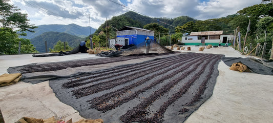 Kaffee in Oaxaca - Ein Reisebericht Teil 3